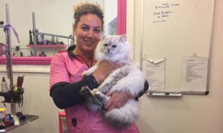 cat grooming