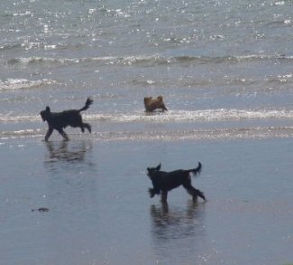Curracloe beach