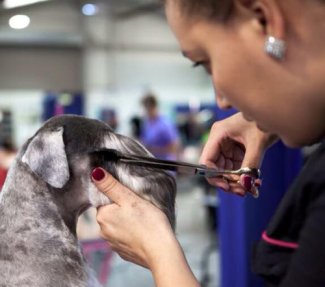 Dog Grooming